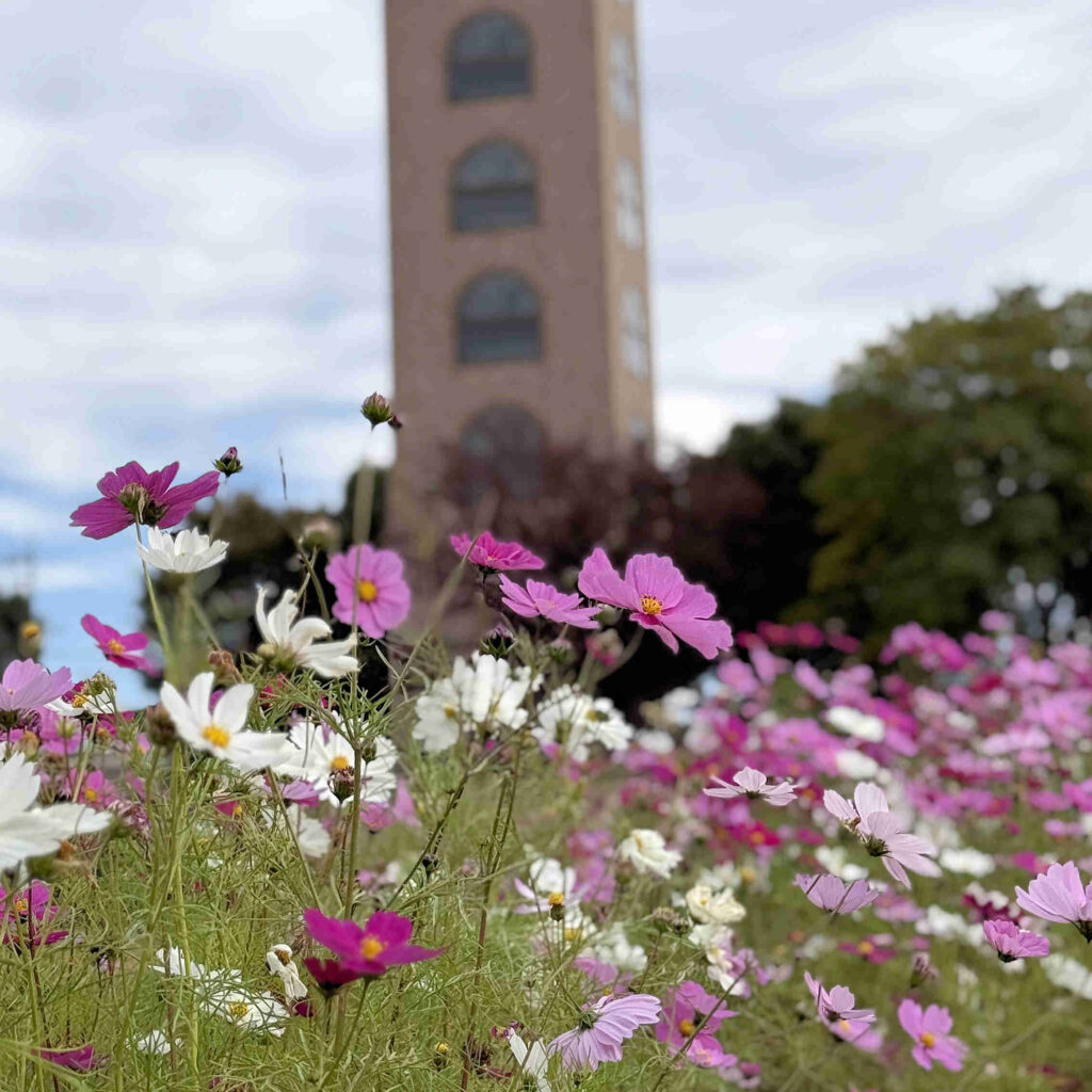 コスモスとタワー